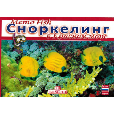 Сноркелинг в Красном море