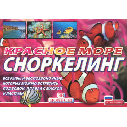 Красное море. Сноркелинг. Все рыбы и беспозвоночные, которых можно встретить под водой
