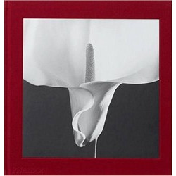 Mapplethorpe Flora: The Complete Flowers