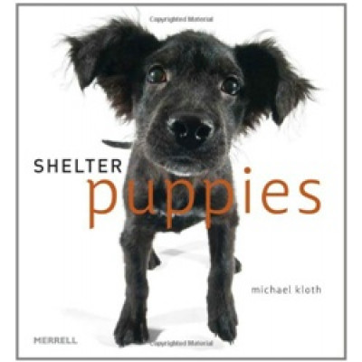 Shelter Puppies