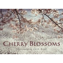 Cherry Blossoms
