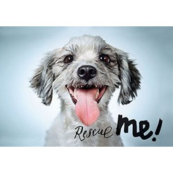 Rescue Me!: Dog Adoption Portraits and Stories from New York City