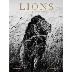 Lions by Laurent Baheux Lions by Laurent Baheux