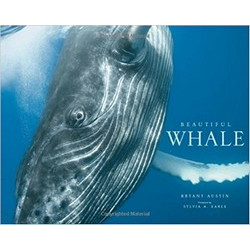 Beautiful Whale