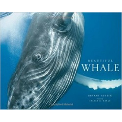 Beautiful Whale