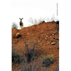Buck Shots