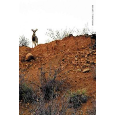 Buck Shots