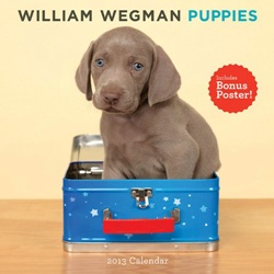 William Wegman: Puppies 2013 Wall Calendar